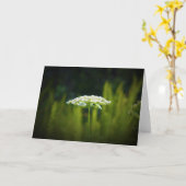 Koningin Anne's Lace, kaart (Gele Bloem)