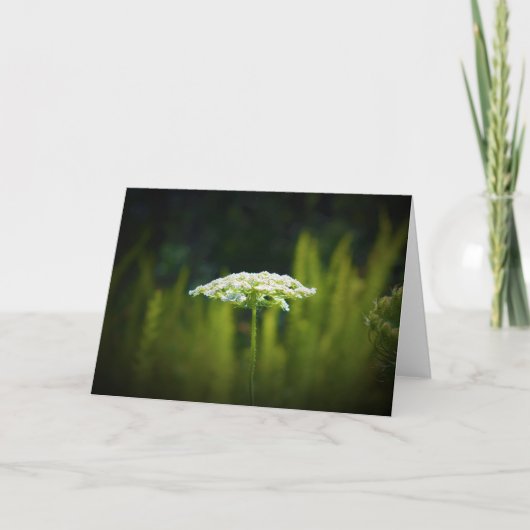Koningin Anne's Lace, kaart (Voorkant)