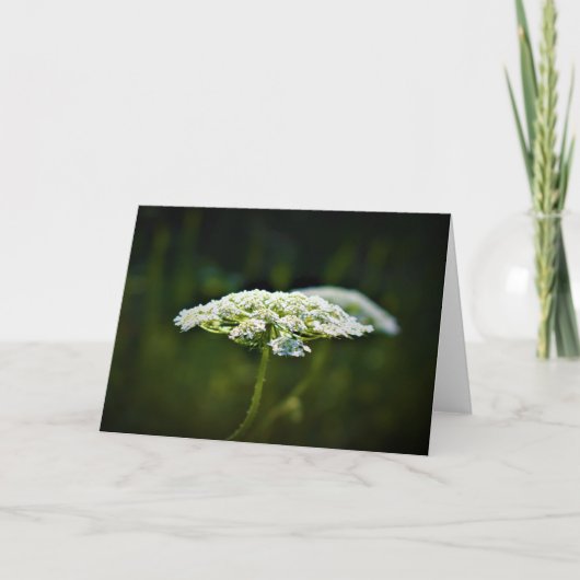 Koningin Anne's Lace, kaart (Voorkant)