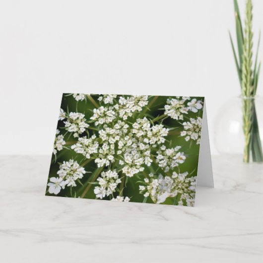 Koningin Anne's Lace, kaart (Voorkant)