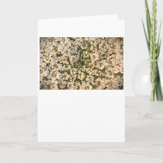 Koningin Anne's Lace, kaart (Voorkant)