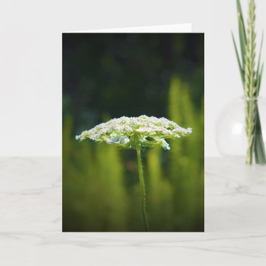 Koningin Anne's Lace, kaart (Voorkant)