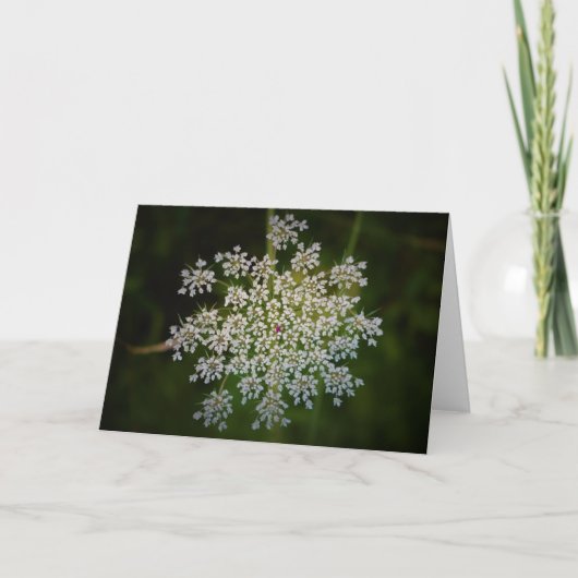 Koningin Anne's Lace, kaart (Voorkant)