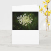 Koningin Anne's Lace, kaart (Gele Bloem)