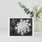 Koningin Anne's Lace Nummer 1 Briefkaart (Staand voorkant)