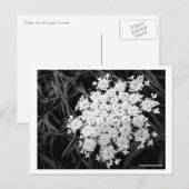 Koningin Anne's Lace Nummer 1 Briefkaart (Voorkant / Achterkant)