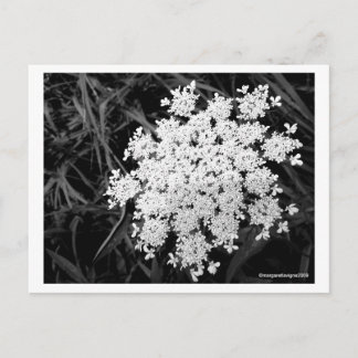 Koningin Anne's Lace Nummer 1 Briefkaart
