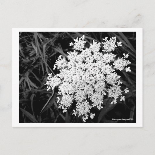 Koningin Anne's Lace Nummer 1 Briefkaart (Voorkant)