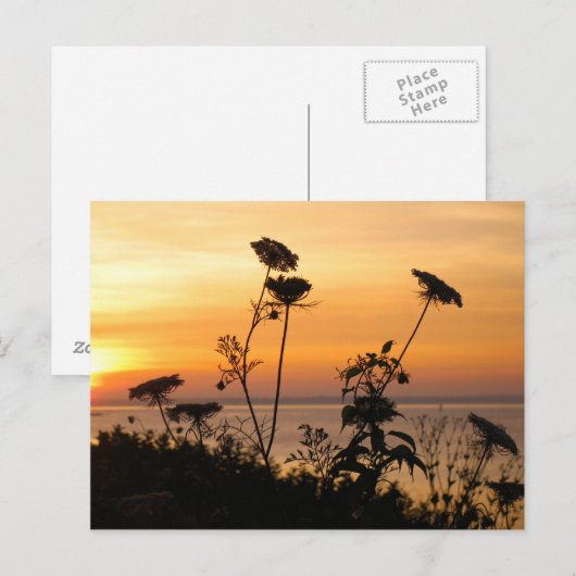 Koningin Anne's Lace op Sunset - Fishers Island, N Briefkaart (Voorkant / Achterkant)