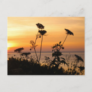 Koningin Anne's Lace op Sunset - Fishers Island, N Briefkaart
