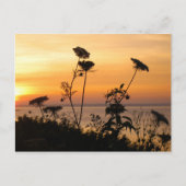 Koningin Anne's Lace op Sunset - Fishers Island, N Briefkaart (Voorkant)