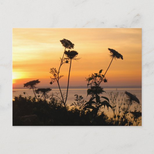 Koningin Anne's Lace op Sunset - Fishers Island, N Briefkaart (Voorkant)