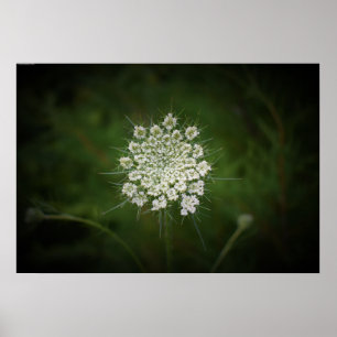 Koningin Anne's Lace Poster