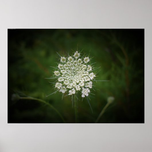 Koningin Anne's Lace Poster (Voorkant)