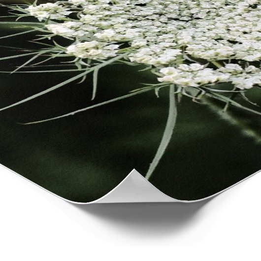 Koningin Anne's Lace Poster (Hoek)