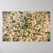 Koningin Anne's Lace Poster (Voorkant)