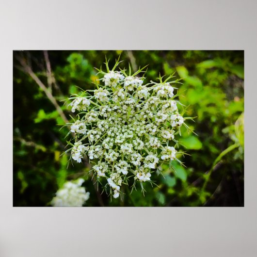 Koningin Anne's Lace Poster (Voorkant)