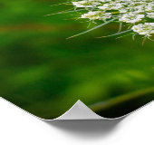 Koningin Anne's Lace Poster (Hoek)