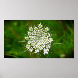 Koningin Anne's Lace Poster