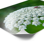 Koningin Anne's Lace White Wild Carrot Flower Foto Afdruk (Hoek)