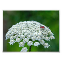Koningin Anne's Lace White Wild Carrot Flower