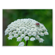 Koningin Anne's Lace White Wild Carrot Flower