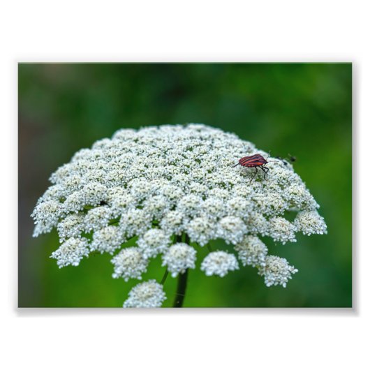 Koningin Anne's Lace White Wild Carrot Flower Foto Afdruk (Voorkant)