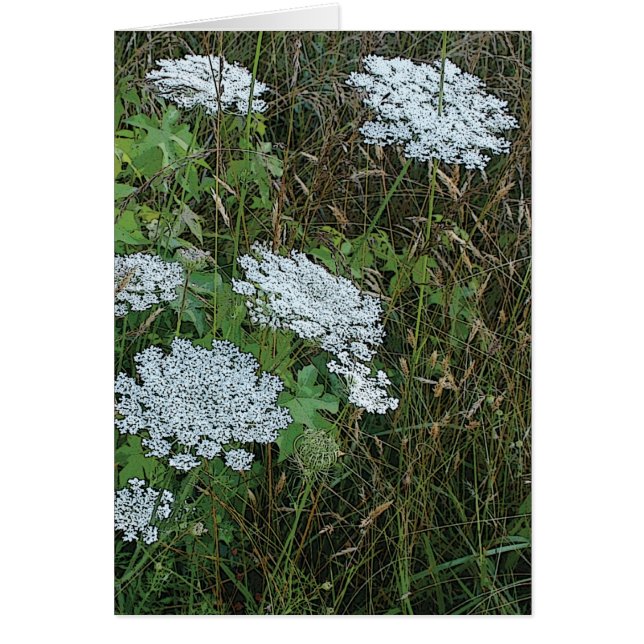Koningin Anne's Lace White Wild Flower (Voorkant)