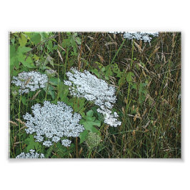 Koningin Anne's Lace White Wild Flower Foto Afdruk
