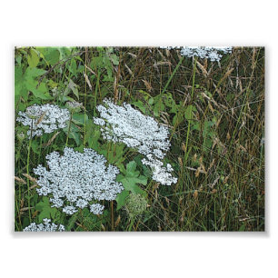 Koningin Anne's Lace White Wild Flower Foto Afdruk