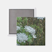 Koningin Anne's Lace White Wild Flower Magneet (Voorkant / Achterkant)