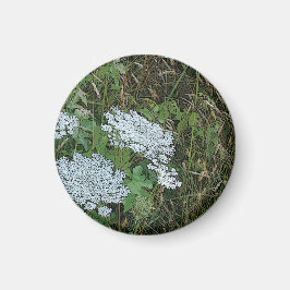 Koningin Anne's Lace White Wild Flower Magneet