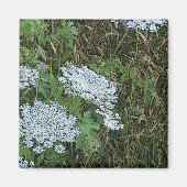 Koningin Anne's Lace White Wild Flower Magneet (Voorkant)