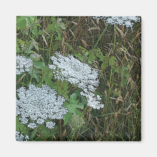 Koningin Anne's Lace White Wild Flower Magneet (Voorkant)