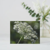 Koningin Anne's Lace White Wildflower Briefkaart (Staand voorkant)