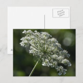 Koningin Anne's Lace White Wildflower Briefkaart (Voorkant / Achterkant)
