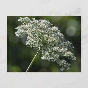 Koningin Anne's Lace White Wildflower Briefkaart