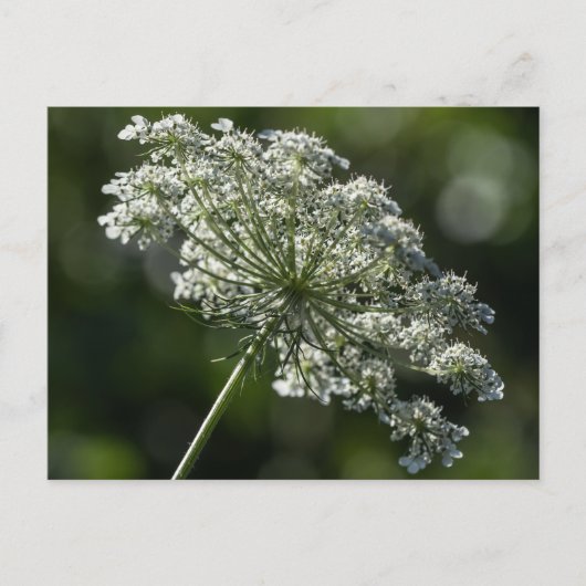 Koningin Anne's Lace White Wildflower Briefkaart (Voorkant)