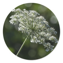 koningin Anne's Lace White Wildflower Stickers