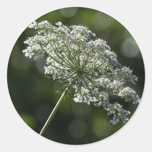koningin Anne's Lace White Wildflower Stickers (Voorkant)