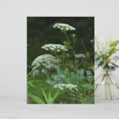 Koningin Anne's Lace Wildflower in de zomer (Staand voorkant)