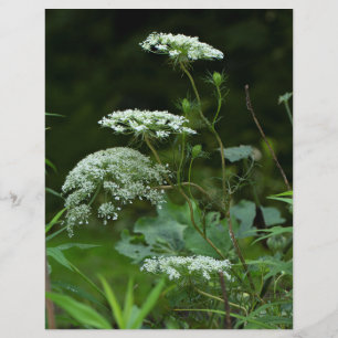 Koningin Anne's Lace Wildflower in de zomer