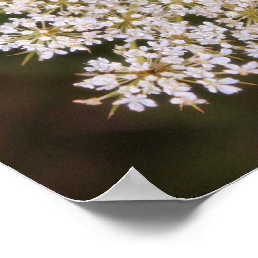 Koningin Anne's poster (Hoek)