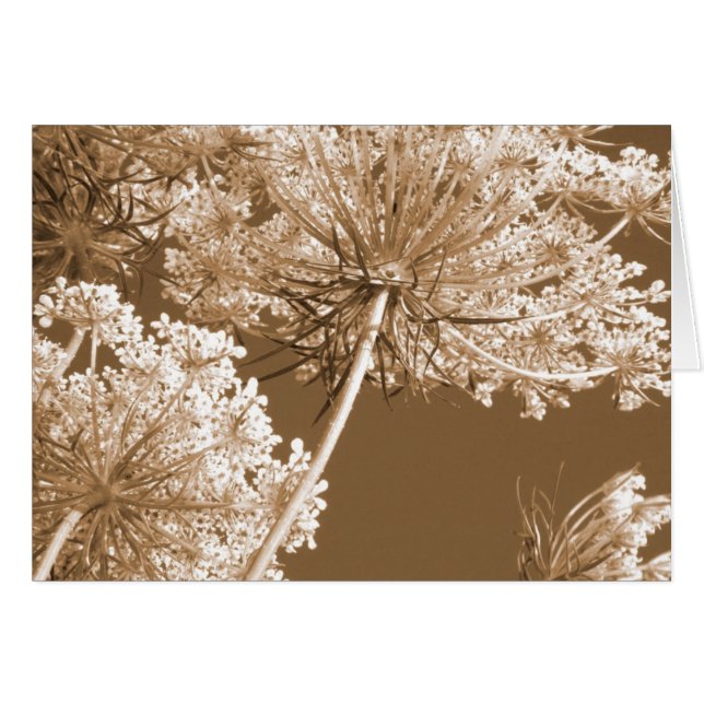 Koningin Ann's Lace (Voorkant Horizontaal)