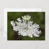 Koningin Ann's Lace Briefkaart (Voorkant / Achterkant)