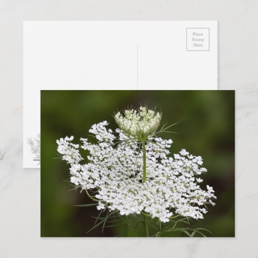 Koningin Ann's Lace Briefkaart (Voorkant / Achterkant)