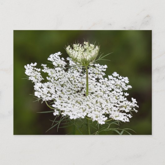 Koningin Ann's Lace Briefkaart (Voorkant)