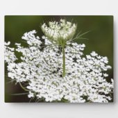 Koningin Ann's Lace Fotoplaat (Voorkant)