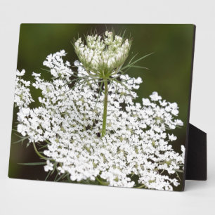 Koningin Ann's Lace Fotoplaat