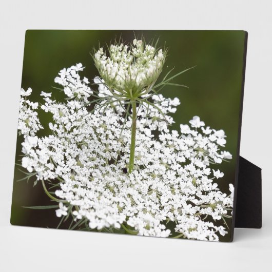 Koningin Ann's Lace Fotoplaat (Zijkant)